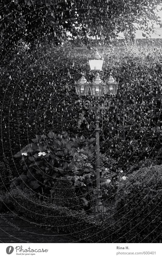 Regen schwarz-weiß Frühling Sommer Klima Klimawandel Wetter schlechtes Wetter Pflanze Baum Blume Garten dunkel nass Straßenbeleuchtung Hecke Gartenweg Hortensie