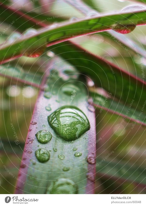 Regenwald im Wohnzimmer Palme Pflanze grün Streifen Wellness harmonisch Makroaufnahme Nahaufnahme Wassertropfen Schnur Tränen tears rain Urwald