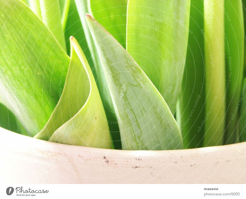 Tulpe mal anders grün Vase Blatt