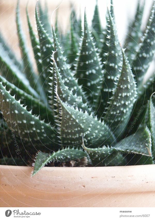 Kaktus? Pflanze Topf grün Häusliches Leben