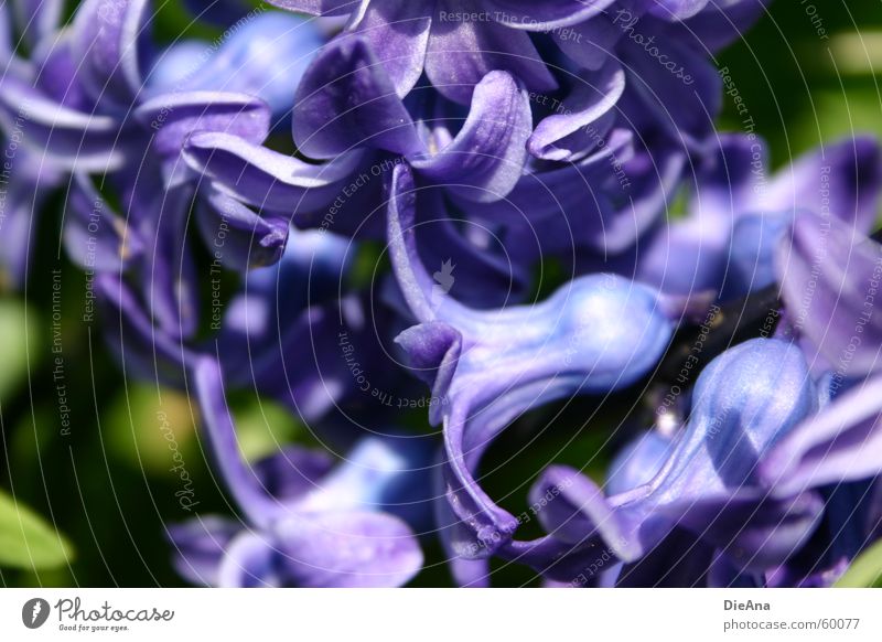 Frühlingsbotin Hyazinthe Liliengewächse Blume violett Blütenblatt grün Pflanze springen blau Garten flower blue