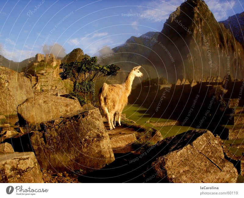 im Reich der Inka Sonnenaufgang Peru Nebel Aussicht Machu Pichu Sonnenstrahlen Berge u. Gebirge Lama Natur Stein blau Himmel rocks sunrise Schatten