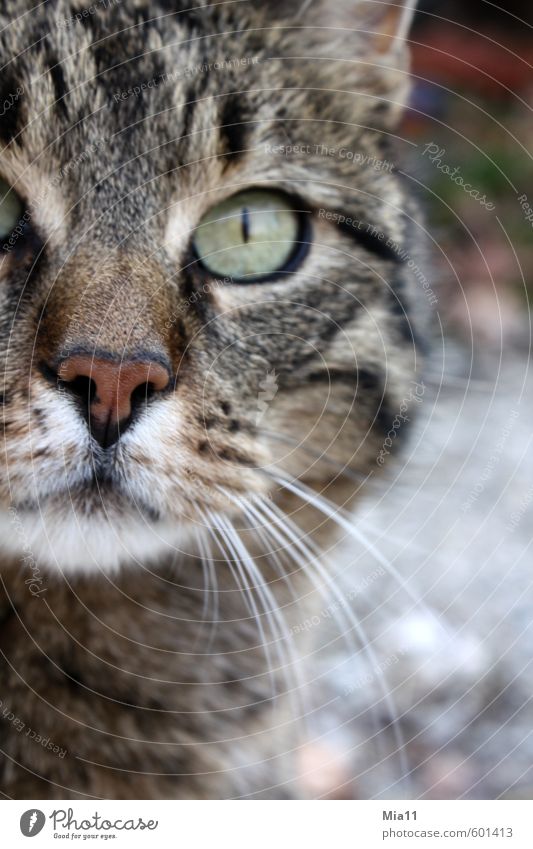 Durchblick Tier Haustier Katze Tiergesicht 1 beobachten Blick Willensstärke Hochmut Stolz eitel Auge Farbfoto Außenaufnahme Detailaufnahme Tag Tierporträt