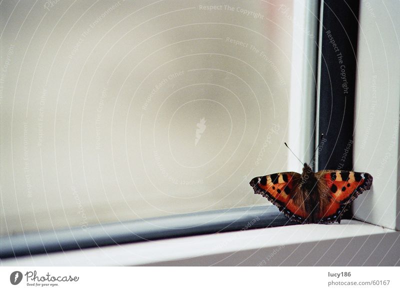 Am Fenster Schmetterling Fensterrahmen rot gelb Fühler schwarz Admiral ruhig Einsamkeit Makroaufnahme Ecke Rahmen orange Fleck