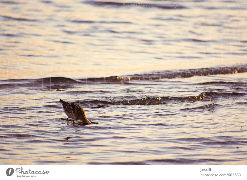 Untergrundforschung Tier Wasser Herbst Wellen Küste Wildtier Vogel 1 beobachten Denken Essen Fressen Blick lernen tauchen Neugier Tapferkeit Willensstärke Mut