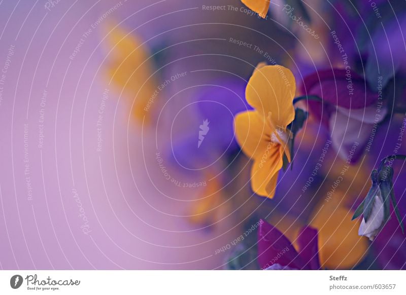 Kuschelgruppe | Stiefmütterchen Frühlingsblumen Frühlingsgarten blühende Blumen Gartenblumen blühende Frühlingsblumen blühende Gartenblumen violett lila gelb