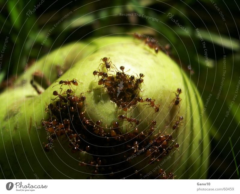 Ants paradise Ameise grün Wiese verrotten verfaulen Entsetzen hilflos kaputt Insekt ant ants Apfel meadow Ernährung ausgeliefert insect dominant