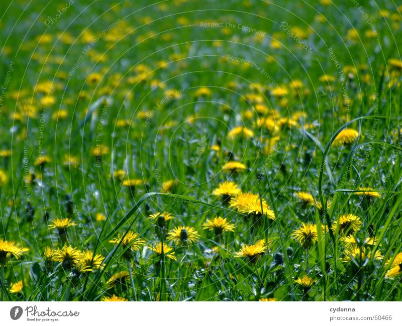 Frühlingswiese Wiese Blume Blüte Löwenzahn gelb grün Unschärfe Liegewiese Sonne Freude Detailaufnahme