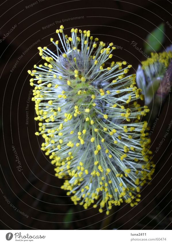 Der Frühling kommt ... Blumenstrauß Weidenkätzchen Blüte Blühend gelb Staubfäden weich Physik Blütenknospen Pollen Nektar Wärme Sonne