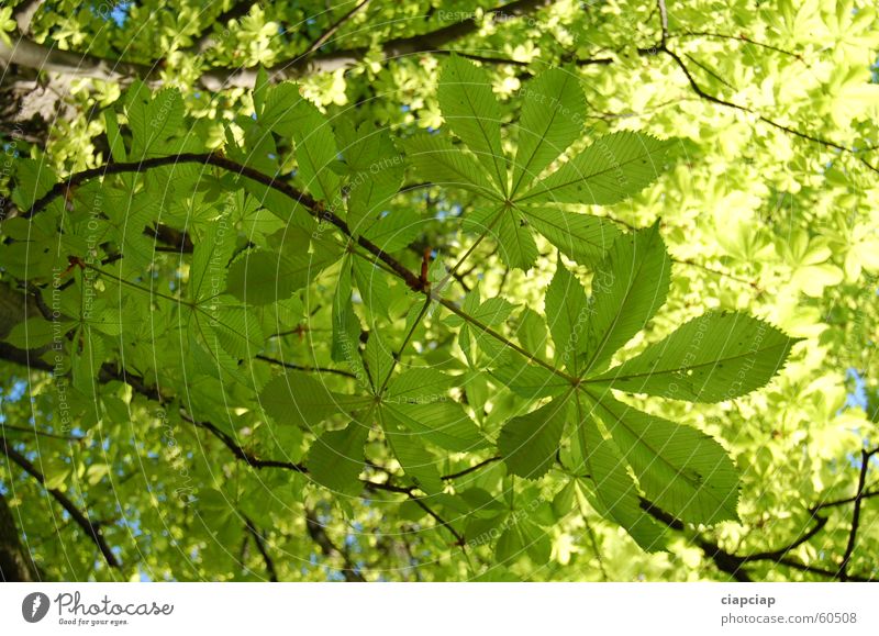 Leafs Blatt grün giftgrün Park Baum leaf leafs chestnut castor li&#347 &#263 blatten Kastanienbaum tree