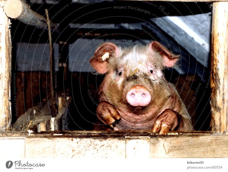 der Beobachter Schwein Nutztier Vieh Tier rosa Geschwindigkeit Schnauze Neugier Sau Eber Grunzen wühlen suhlen Haxe Speck rund Krallen Haustier Pfütze Grube