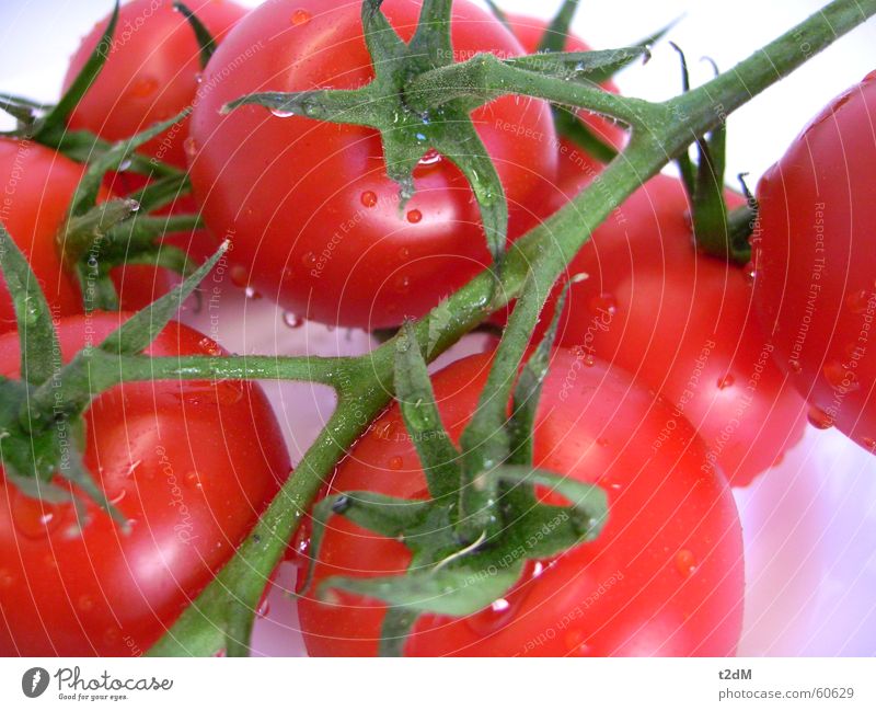 Domates rot Pflanze saftig Sommer Gesundheit lecker Saucen feucht Tomate Gemüse