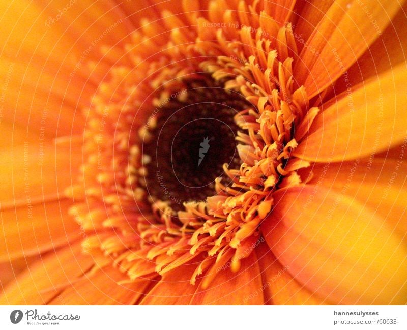 zentrum Blüte Blume Makroaufnahme Detailaufnahme orange
