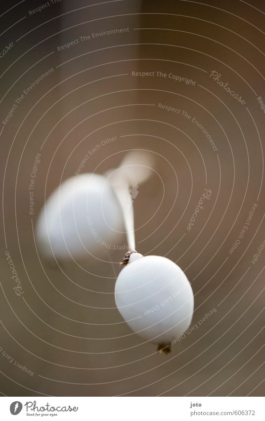 schneebeeren Natur Pflanze Herbst Sträucher Wildpflanze Wachstum frisch Gesundheit saftig weiß Umwelt Zierpflanze Frucht knallerbsen Zweige u. Äste herbstlich