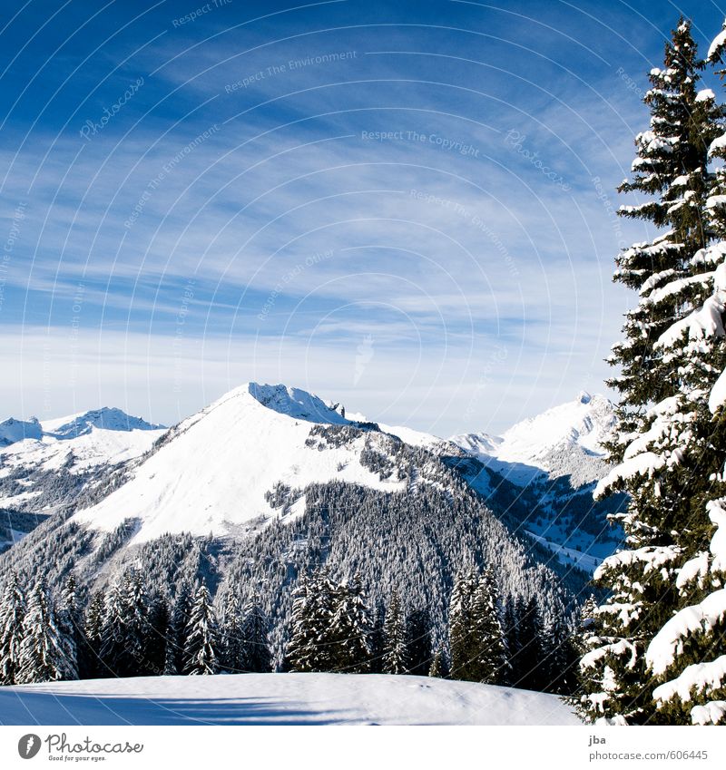 Primelod harmonisch Wohlgefühl Erholung ruhig Ausflug Freiheit Winter Schnee Berge u. Gebirge Natur Landschaft Luft Himmel Schönes Wetter Tanne Wald Alpen