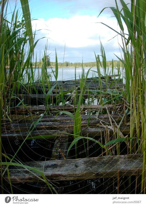 Der verfallene Steg Meer Schilfrohr See Verfall Wasser Niedersachsen