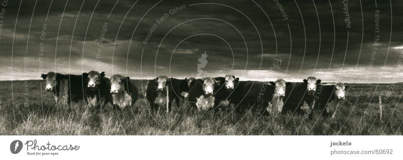 Q10 Australien Kuh Einsamkeit Langeweile Kalb Säugetier Schwarzweißfoto Landschaft Appetit & Hunger Lebendfleisch jomam