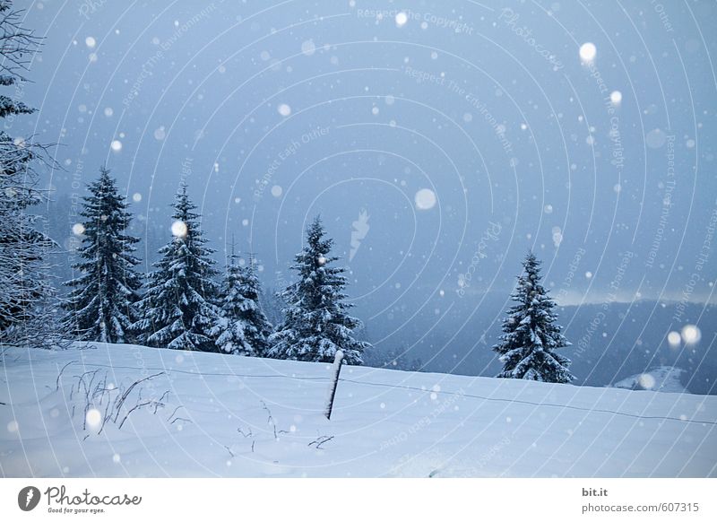 Wetter | Schneefall in den Höhen ruhig Ferien & Urlaub & Reisen Tourismus Umwelt Natur Winter Klima Eis Frost Baum Wald Berge u. Gebirge Gipfel kalt blau weiß