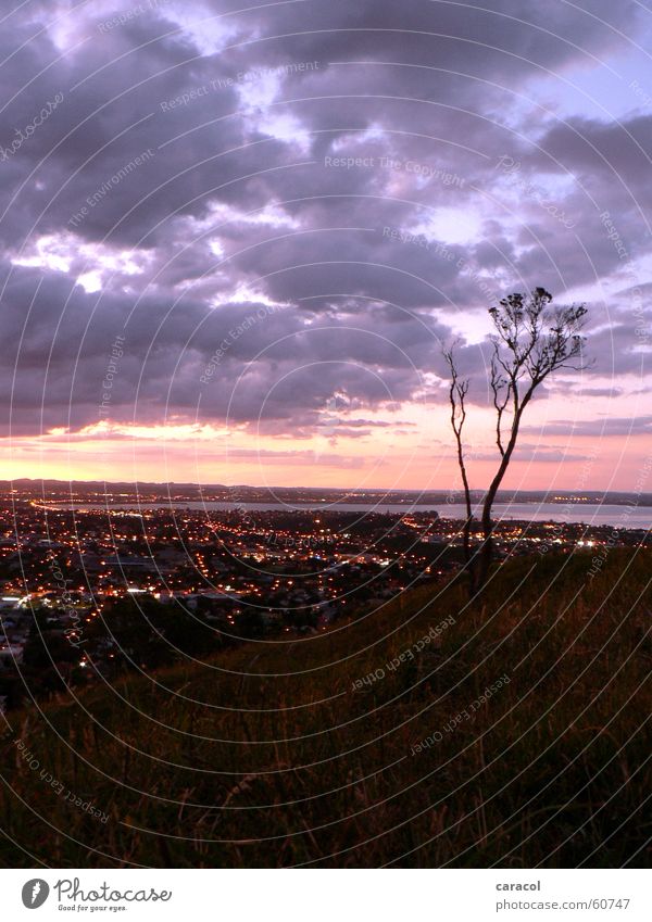 Suburbia Baum Stadt Licht Wolken violett rosa Sonnenuntergang Auckland Mount Eden Neuseeland tree light lights clouds purple