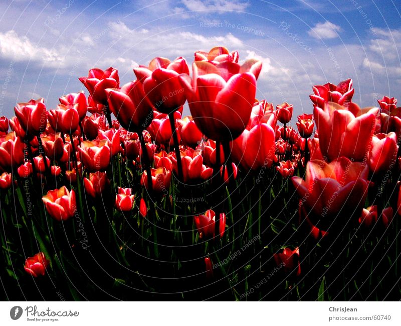 Tulpenfeld Licht gegen rot rosa erleuchten Blume himmelblau Feld Halm Leben Agra Landwirtschaft Vielfältig Gemälde stechend Wolken Erholung baumeln ruhig