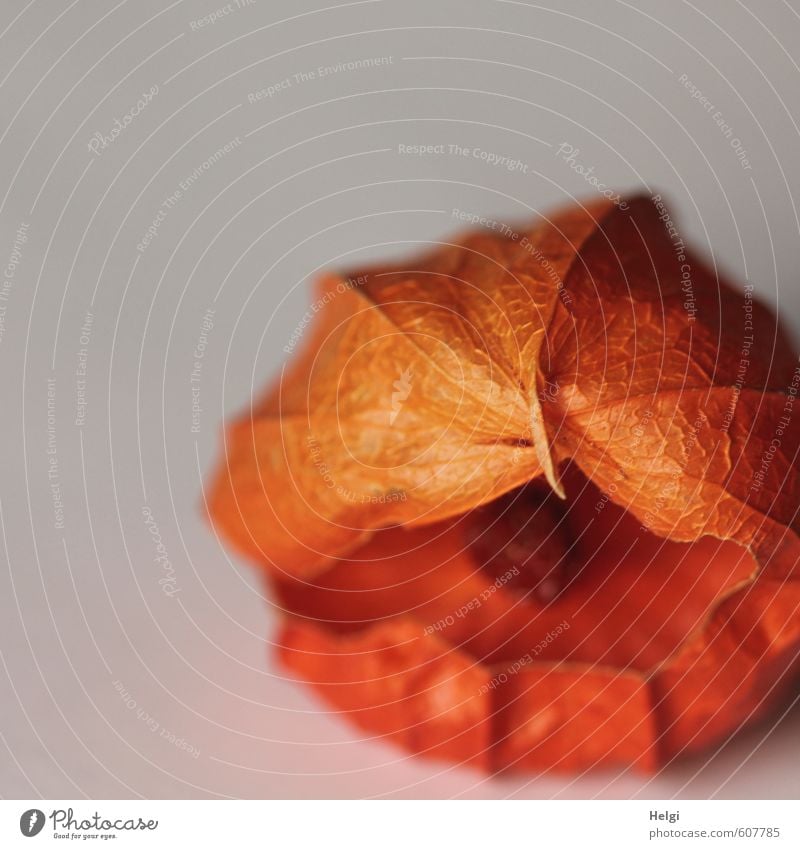 !Trash! | Physalis mit Loch Natur Pflanze Herbst Frucht Samen alt liegen dehydrieren außergewöhnlich kaputt klein natürlich grau orange bizarr einzigartig Leben