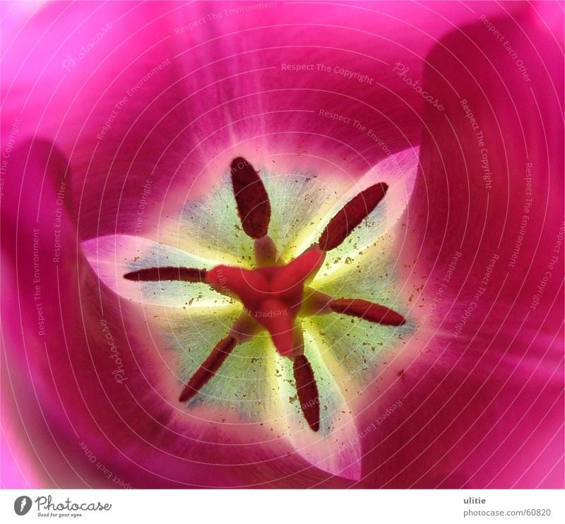 Kaleidoskop Blume Tulpe Pollen Frühling violett weiß Pastellton dunkel 6 Sechseck Stempel Stern (Symbol) hell
