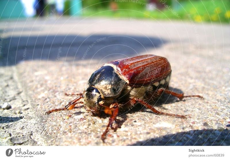 My Käfer Insekt Mai Sommer Frühling Spaziergang Tier krabbeln Beton Asphalt Maikäfer wandern Sonne fliegen Stein laufen gepanzert Flügel