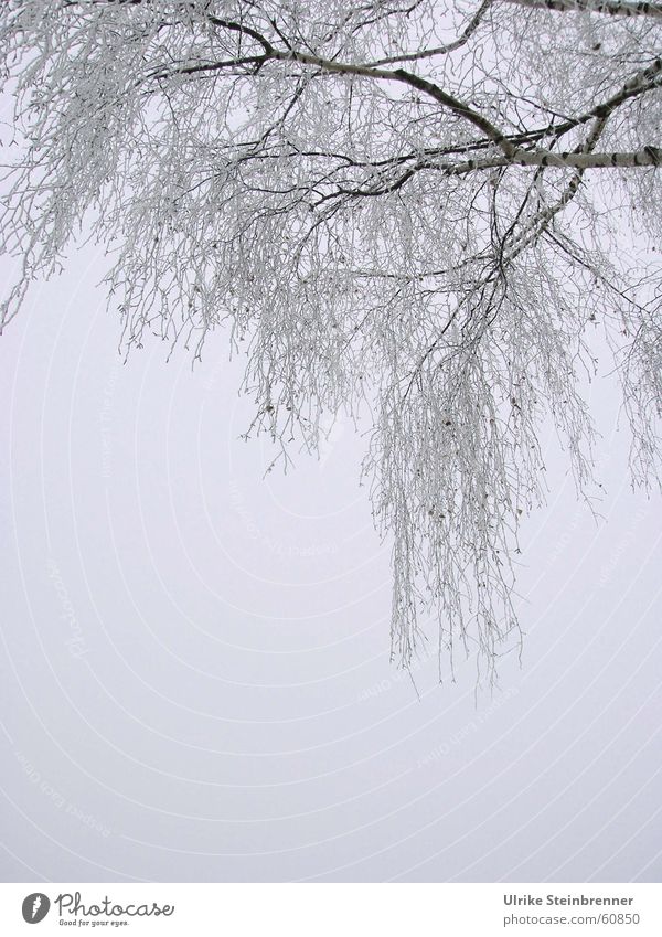 Hängende Birkenzweige mit Raureif überzogen Gedeckte Farben Außenaufnahme Detailaufnahme Textfreiraum unten Morgen Winter Nebel Eis Frost Baum kalt Ast cold