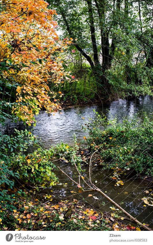 herbst Umwelt Natur Landschaft Herbst Baum Sträucher Wald Bach frisch kalt nachhaltig natürlich mehrfarbig grün Idylle Jahreszeiten Blatt Herbstlaub ruhig