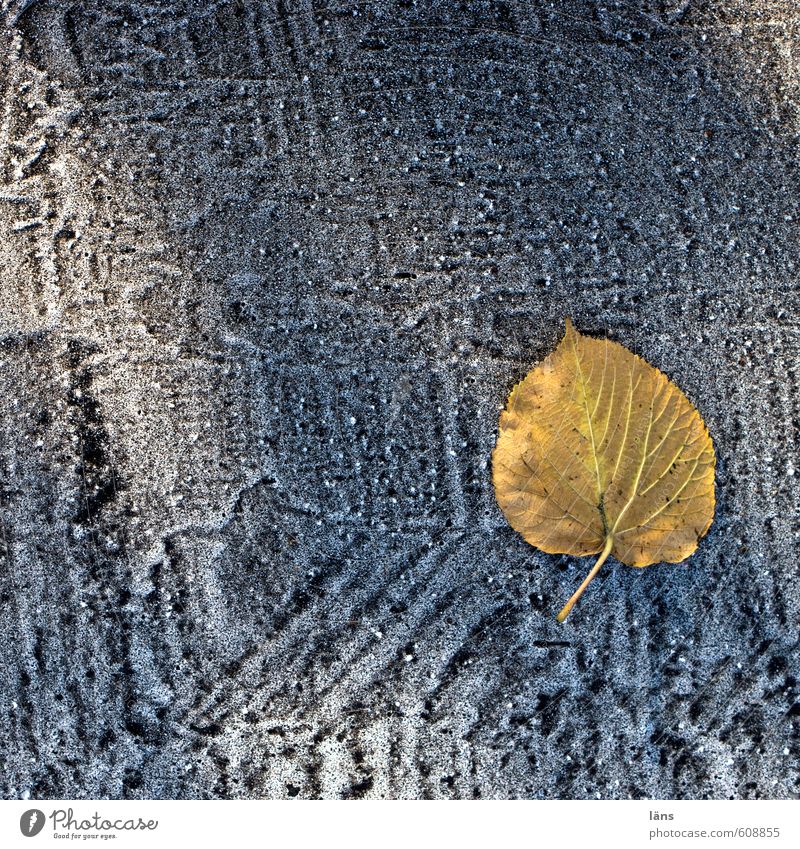 matrix Herbst Blatt Straße Wege & Pfade liegen ästhetisch Strukturen & Formen Linie Muster Farbfoto Außenaufnahme Menschenleer Textfreiraum oben