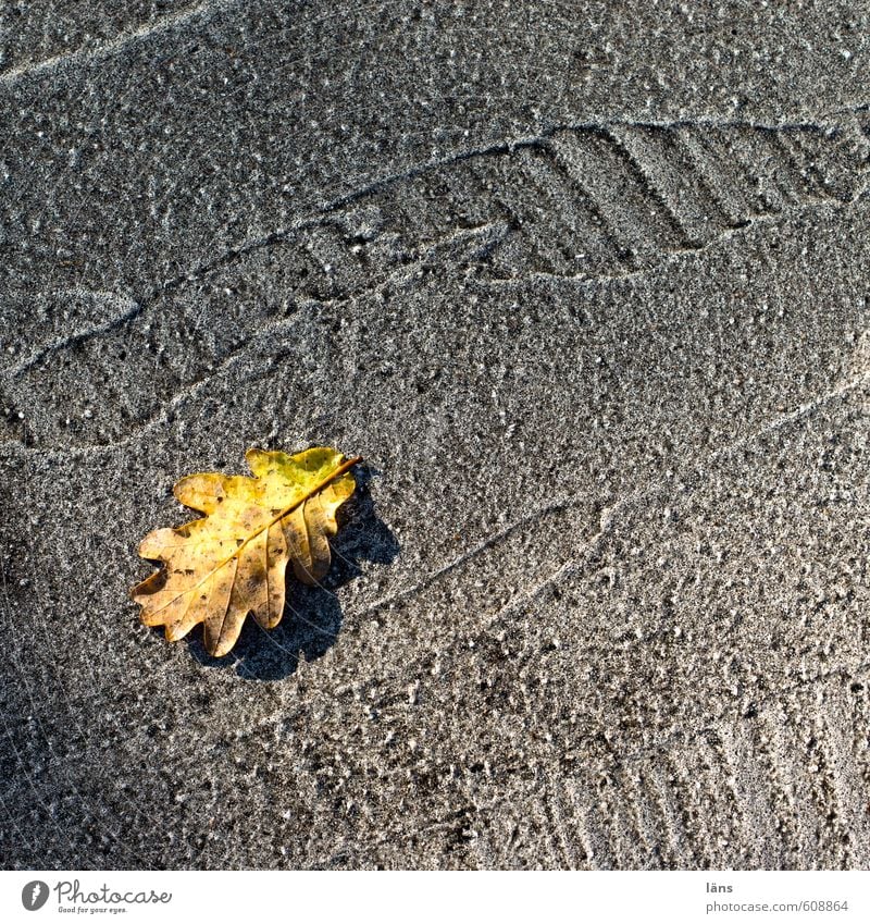 Blattgold Herbst Eichenblatt Verkehrswege Straße Wege & Pfade gelb grau Vergänglichkeit Spuren Asphalt Teer Linie Wandel & Veränderung niedlich Farbfoto