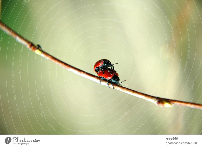 Liebesspiel im Frühling Insekt Halm Frühlingsgefühle Marienkäfer Käfer