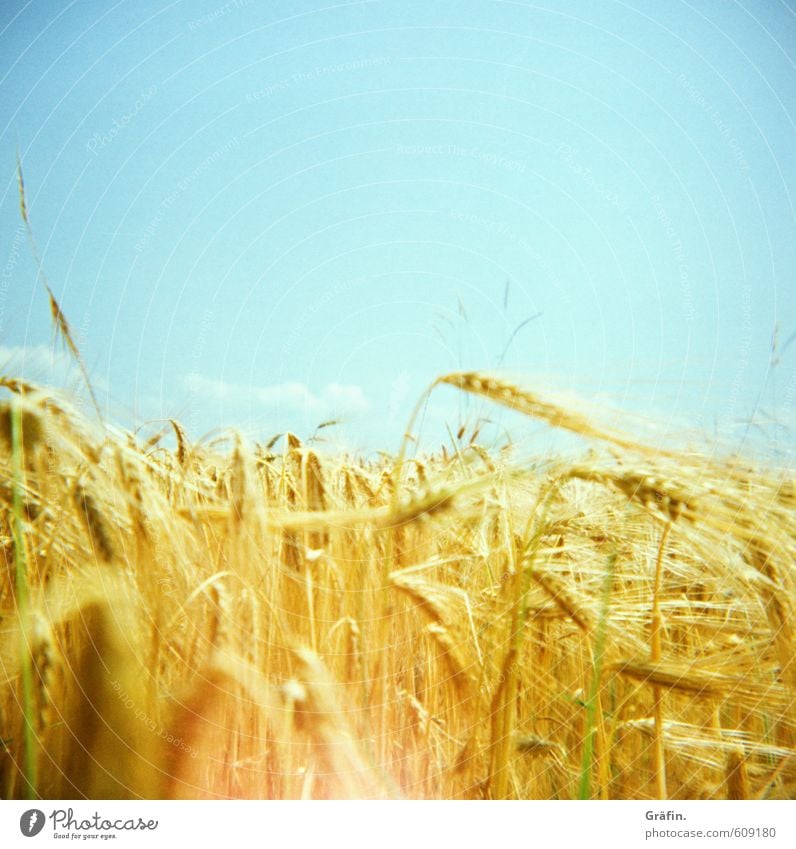 Der Fänger im Roggen Sommer Sonne Umwelt Natur Pflanze Schönes Wetter Nutzpflanze Getreidefeld Feld Wachstum blau gelb gold nachhaltig Farbfoto Außenaufnahme