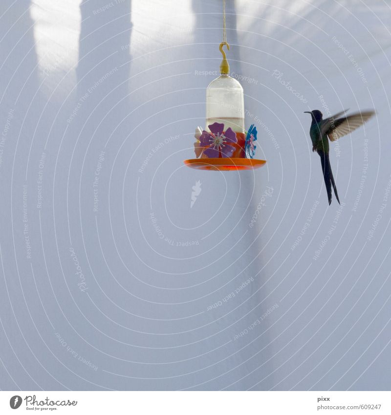 Kolibri steht fliegend bzw. schwebend in der Luft vor weißem Hintergrund und hat eine Kolibritränke mit Blüten im Blick Ferien & Urlaub & Reisen Sommer Tanzen