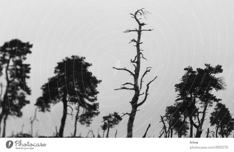 Venntasmagoria wandern Natur Landschaft Pflanze Urelemente Wolkenloser Himmel Baum Totholz Baumkrone Baumstamm außergewöhnlich trist grau schwarz Stimmung