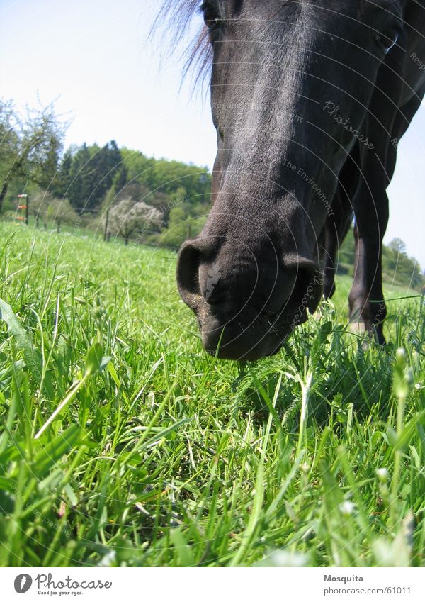 Wer bist`n du? Freizeit & Hobby Frühling Gras Wiese Pferd Fressen Neugier schwarz Interesse Nüstern Weide Säugetier Bodenbelag Froschperspektive Rappe