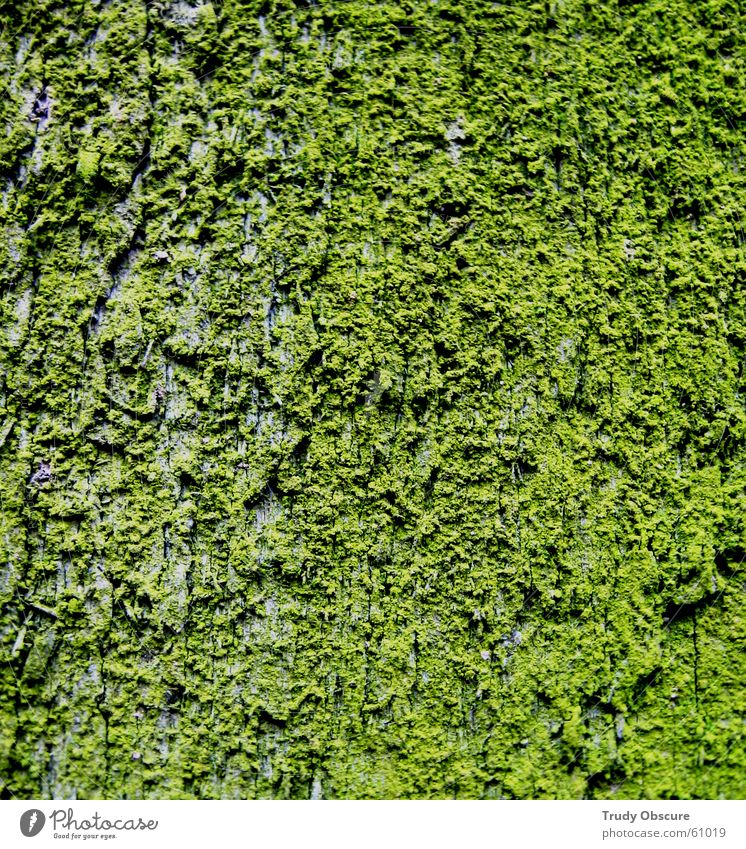 i'm still excited in green Oberfläche Material Holz Baumrinde Holzbrett grün Schalen & Schüsseln Strukturen & Formen vom baum brennmaterial Moos Idee