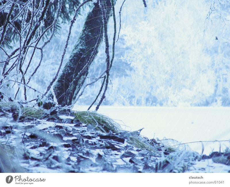 wintergedicht Winter kalt frieren Eis Wald Baum Wiese gefroren ruhig Teich See Frost blau Zauberei u. Magie Idylle Landschaft Bodenbelag Wasser sanft