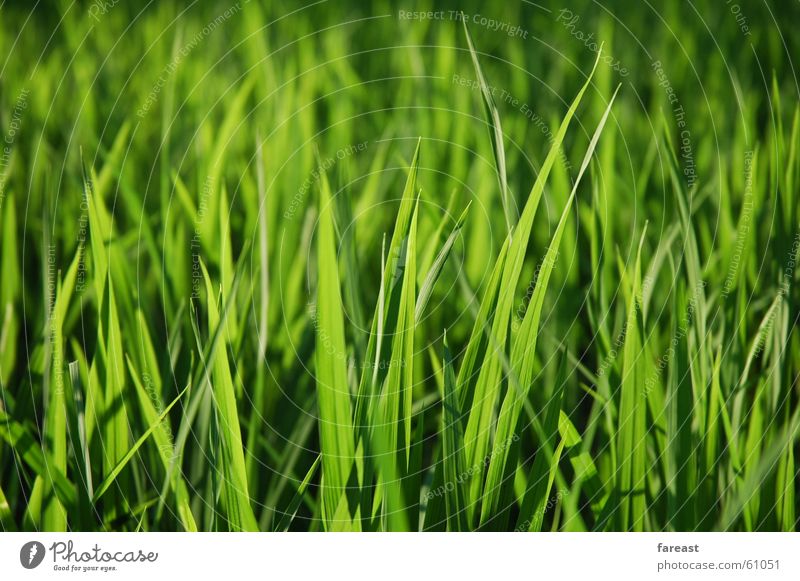 Gras Grün Wiese Feld grün Pflanze Reisfeld Bali