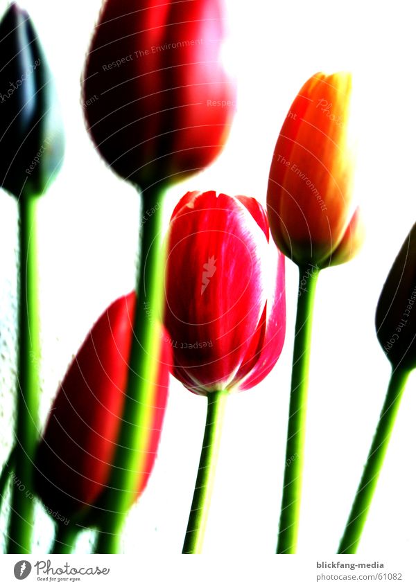 Tulpen Blüte Blume Sommer Physik mehrfarbig Leben Blumenstrauß Reifezeit Wachstum Freundlichkeit Außenaufnahme Überbelichtung Farbe Stengel Wärme hell