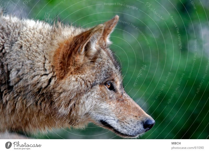 Neugier Wolf Schnauze hören Fell grün braun schwarz Schnurrhaar Tier Ohr Blick Auge Nase Hals Wildtier Haare & Frisuren