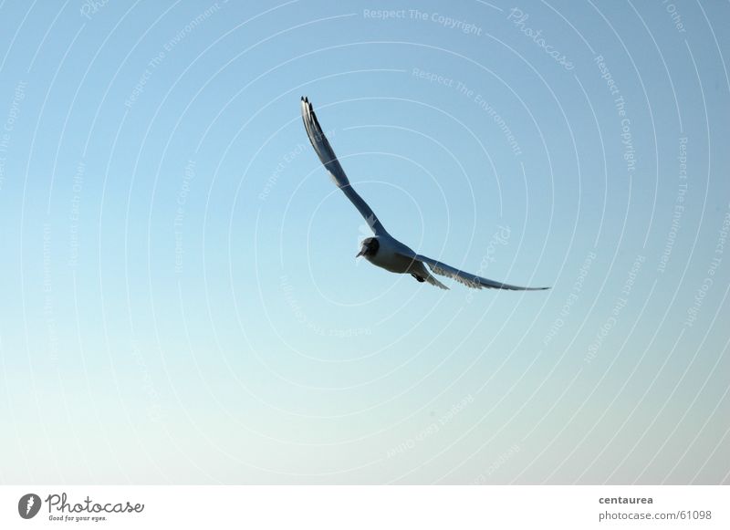 Lachmöwe Erholung Freiheit Meer Tier Luft Himmel Vogel fliegen Fernweh Einsamkeit Möwe gleiten Suche Aufgabe ... Außenaufnahme Menschenleer Textfreiraum links