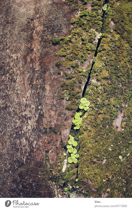 Nischendasein Natur Pflanze Moos Blatt Felsen Wachstum klein braun grün Spalte Furche Stein Farbfoto Gedeckte Farben Außenaufnahme Detailaufnahme Menschenleer