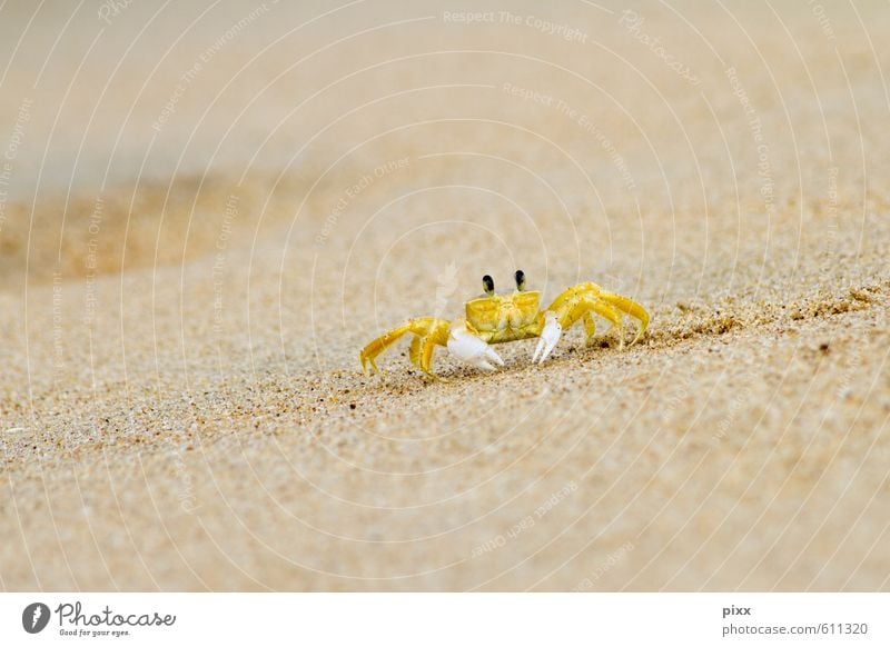 gelber flitzer Ferien & Urlaub & Reisen Sommer Meer Natur Tier Sand Wasser Küste Strand Brasilien Südamerika Kleinstadt Menschenleer Fährte Krabbe 1 krabbeln