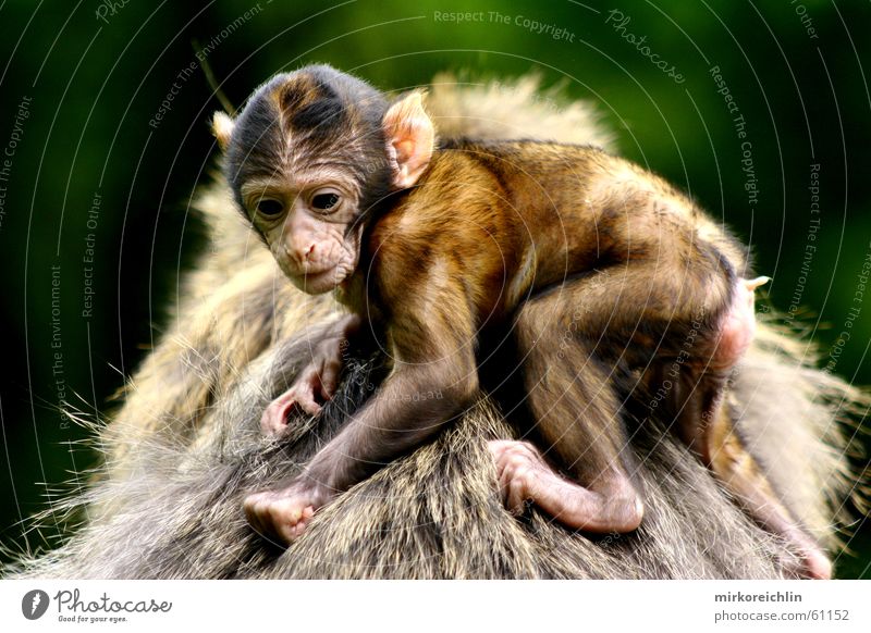 Halt dich fest! Affen Berberaffen festhalten Tier Sicherheit Geborgenheit bigway Angst Schutz Rücken Blick monkey simian anthropoid young mother father parents