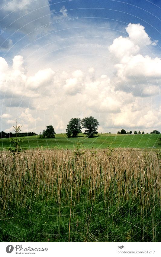 Ein Bäumepaar in Iffeldorf Wolken Gras Wiese Feld Schilfrohr zwei bäume Himmel bayerische natur iffeldorf