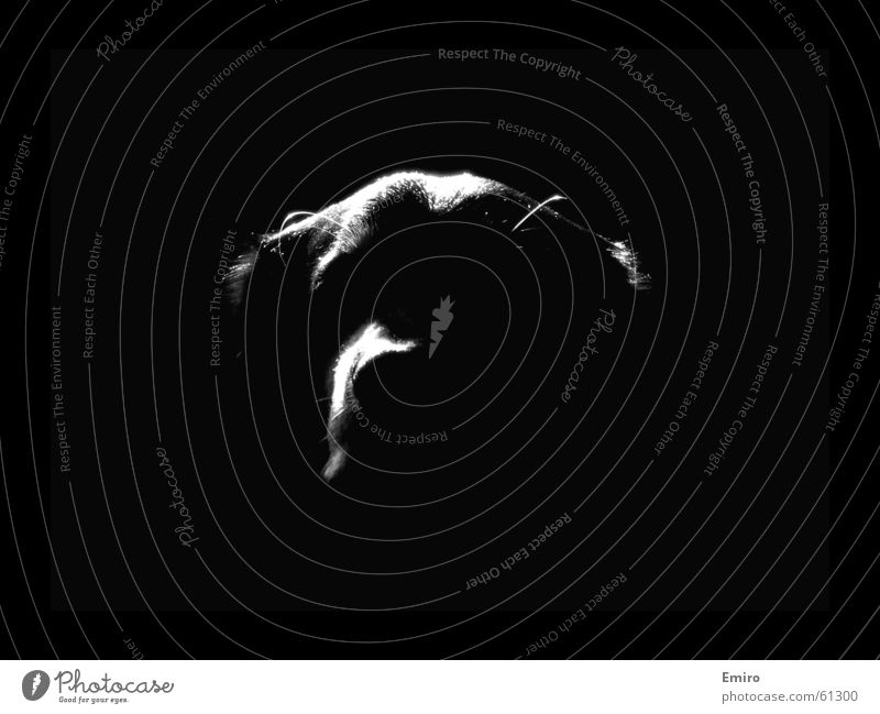 Awacs Hund schwarz Nacht dunkel bedrohlich unheimlich Freundschaft Mondschein Schutz bewacher frühwarnsystem