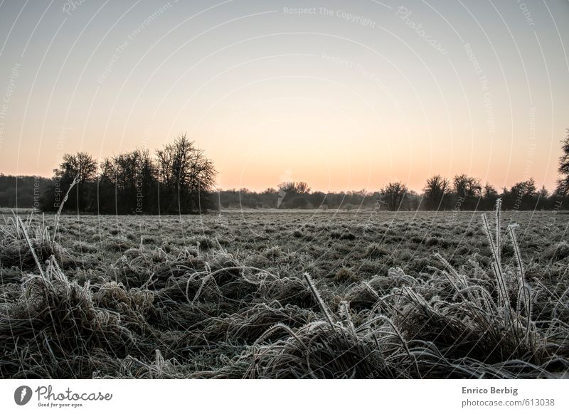 Morgendämmerung mit einem Hauch von Morgenreif Umwelt Natur Landschaft Pflanze Himmel Wolkenloser Himmel Sonnenaufgang Sonnenuntergang Winter Schönes Wetter Eis