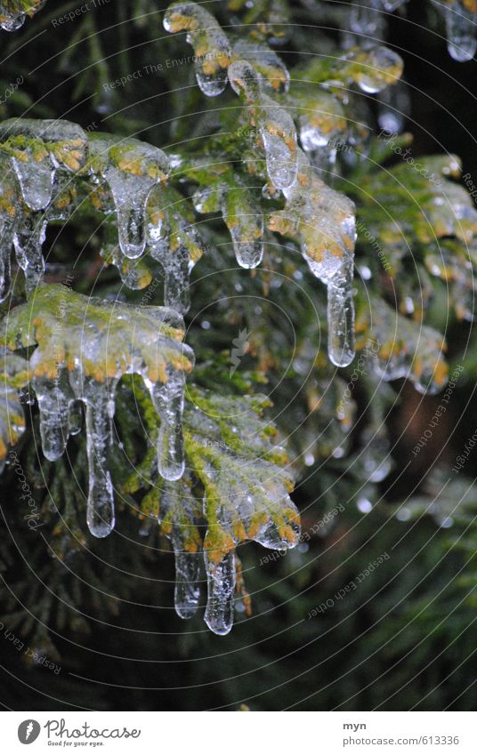 Eisregen Natur Wasser Wassertropfen Winter Klima Klimawandel schlechtes Wetter Regen Frost Schnee Pflanze Baum Sträucher frieren glänzend kalt Eiszapfen