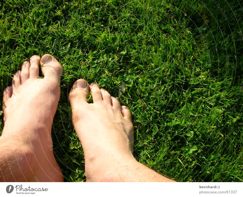 dem sommer auf der spur Sommer Wiese Gras grün Rasen Fuß foot feet Garten